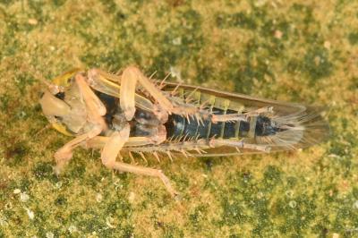 <i>Cicadula frontalis</i>