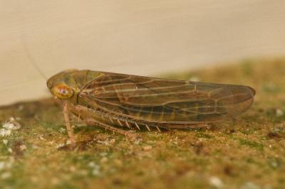 <i>Cicadula frontalis</i>