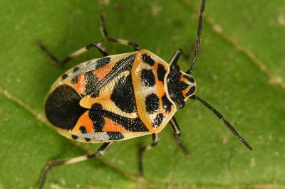 <i>Eurydema ornata</i>