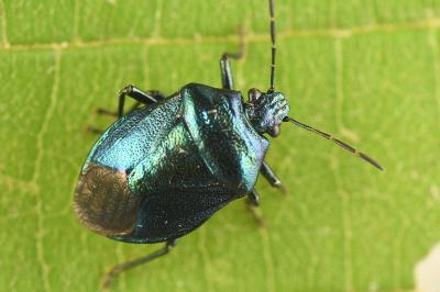 <i>Zicrona caerulea</i>