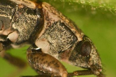 <i>Emblethis denticollis</i>