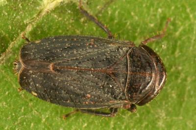 <i>Goniagnathus brevis</i>