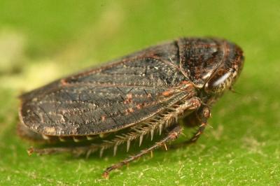 <i>Goniagnathus brevis</i>