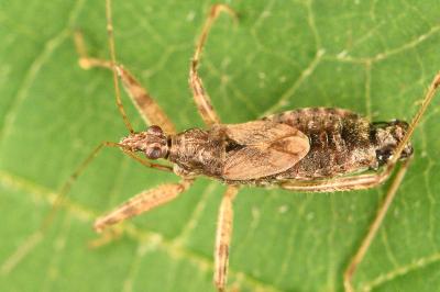 <i>Himacerus apterus</i>