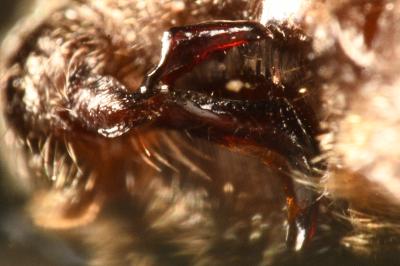 <i>Himacerus apterus</i>
