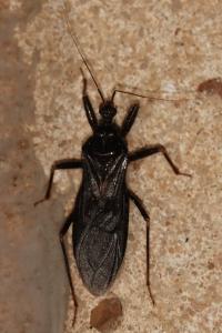 <i>Reduvius personatus</i>