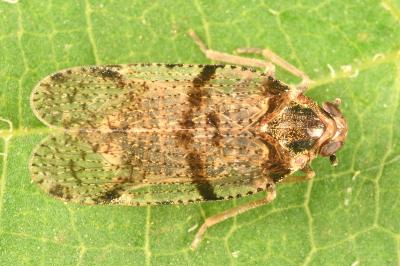 <i>Cixius</i>