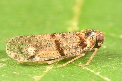 <i>Cixius</i>