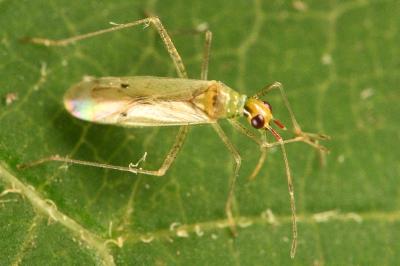 <i>Dicyphus epilobii</i>