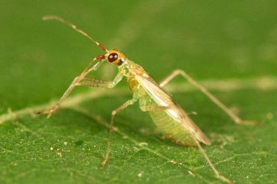<i>Dicyphus epilobii</i>