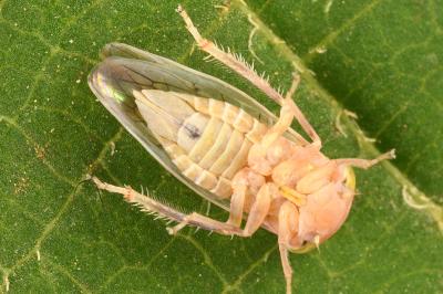 <i>Tremulicerus</i>