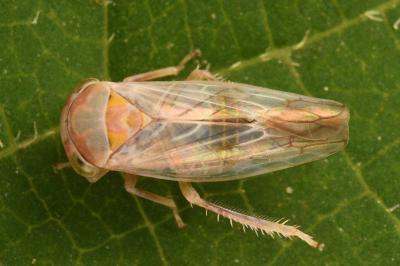 <i>Tremulicerus</i>