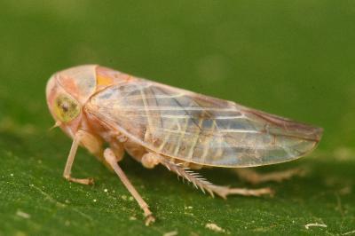 <i>Tremulicerus</i>