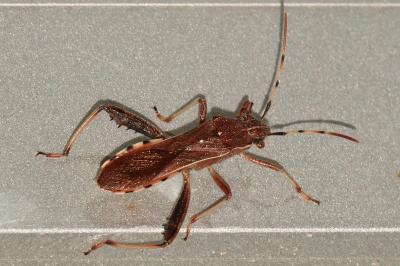 <i>Camptopus lateralis</i>