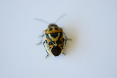 <i>Eurydema ornata</i>