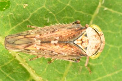 <i>Acericerus ribauti</i>