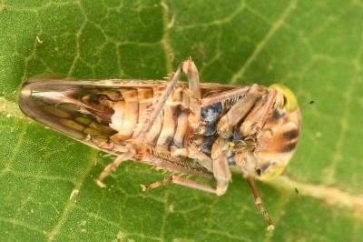 <i>Acericerus ribauti</i>