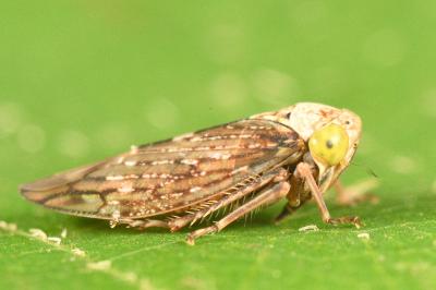 <i>Acericerus ribauti</i>