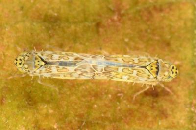 <i>Eupteryx decemnotata</i>