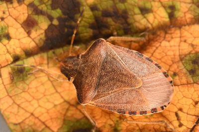 <i>Peribalus strictus</i>