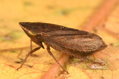 <i>Aphrodes makarovi</i>