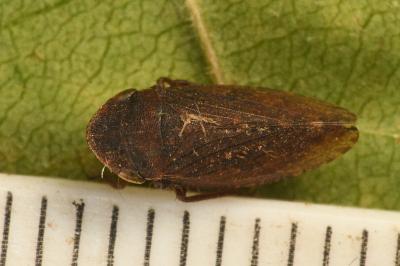 <i>Aphrodes makarovi</i>