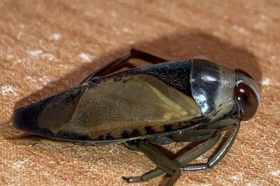 <i>Notonecta glauca</i>