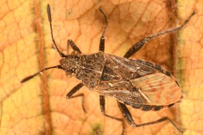 <i>Stictopleurus punctatonervosus</i>