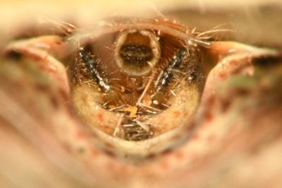 <i>Stictopleurus punctatonervosus</i>