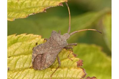 <i>Coreus marginatus</i>