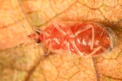 <i>Cardiastethus fasciiventris</i>