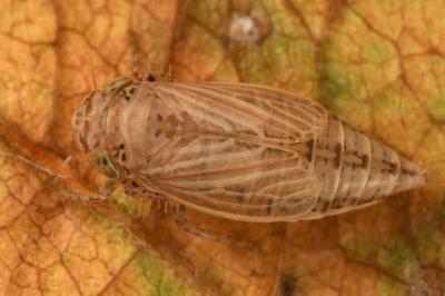 <i>Streptanus</i>
