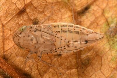 <i>Streptanus</i>