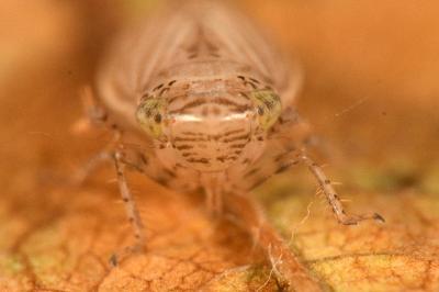 <i>Streptanus</i>