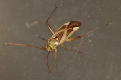 <i>Adelphocoris lineolatus</i>