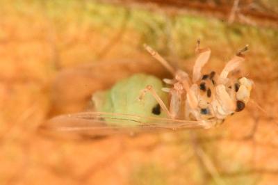 <i>Psyllopsis discrepans</i>