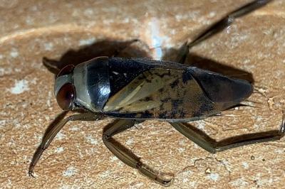 <i>Notonecta glauca</i>