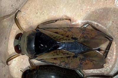 <i>Notonecta glauca</i>