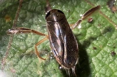 <i>Corixa punctata</i>