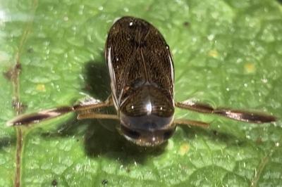 <i>Corixa punctata</i>