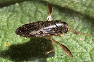 <i>Corixa punctata</i>
