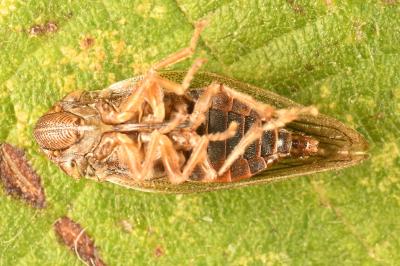 <i>Aphrophora salicina</i>