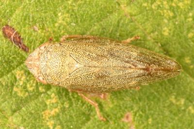 <i>Aphrophora salicina</i>