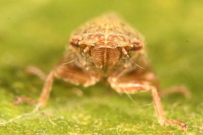 <i>Aphrophora salicina</i>