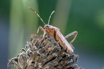 <i>Camptopus lateralis</i>