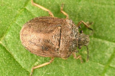 <i>Podops inunctus</i>