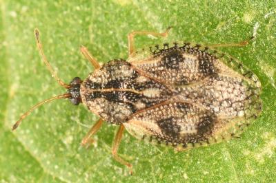 <i>Dictyla humuli</i>