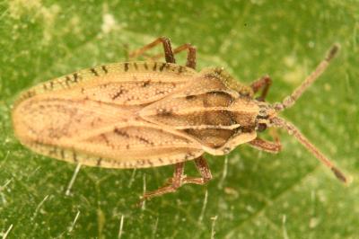 <i>Tingis auriculata</i>