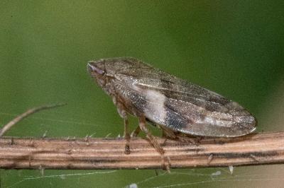 <i>Aphrophora alni</i>