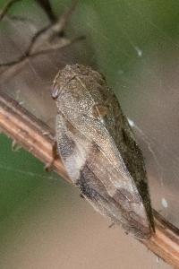 <i>Aphrophora alni</i>